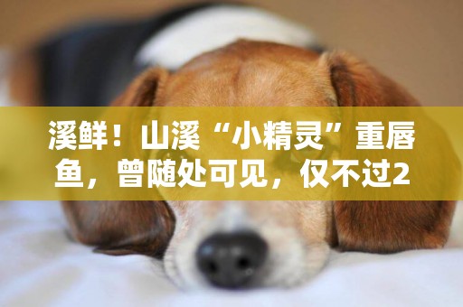 溪鮮！山溪“小精靈”重唇魚，曾隨處可見，僅不過20年就消失匿跡 