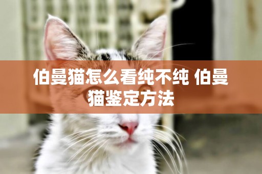 伯曼貓怎么看純不純 伯曼貓鑒定方法