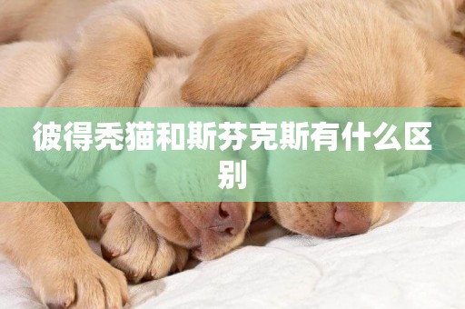 彼得禿貓和斯芬克斯有什么區別