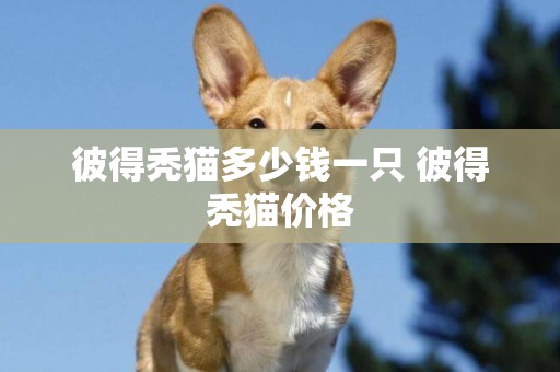彼得禿貓多少錢一只 彼得禿貓價格