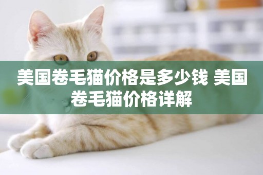 美國卷毛貓價格是多少錢 美國卷毛貓價格詳解