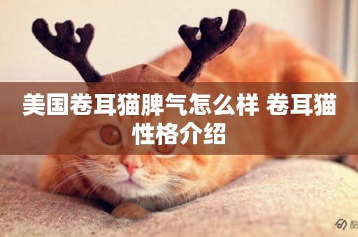 美國卷耳貓脾氣怎么樣 卷耳貓性格介紹