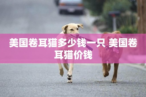 美國卷耳貓多少錢一只 美國卷耳貓價錢