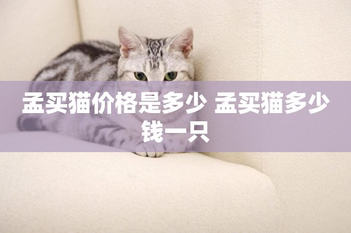 孟買貓價格是多少 孟買貓多少錢一只