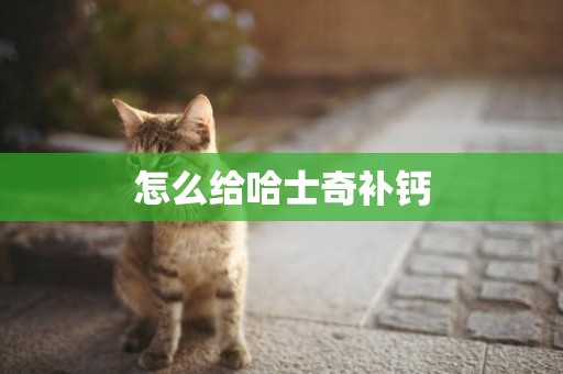 怎么給哈士奇補鈣