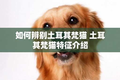 如何辨別土耳其梵貓 土耳其梵貓特征介紹