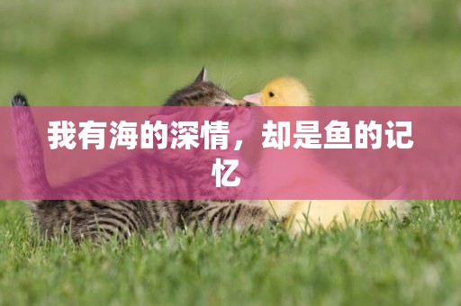 我有海的深情，卻是魚的記憶 