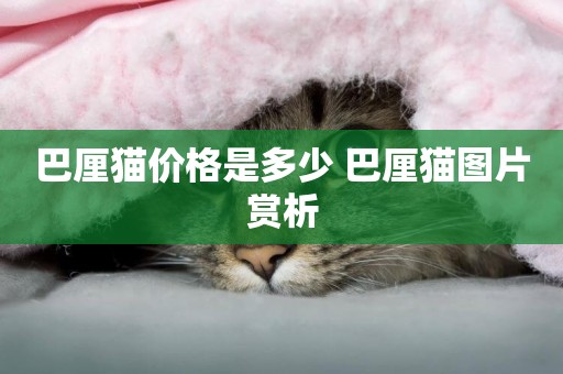 巴厘貓價格是多少 巴厘貓圖片賞析