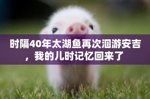 時隔40年太湖魚再次洄游安吉，我的兒時記憶回來了 