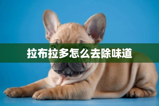 拉布拉多怎么去除味道