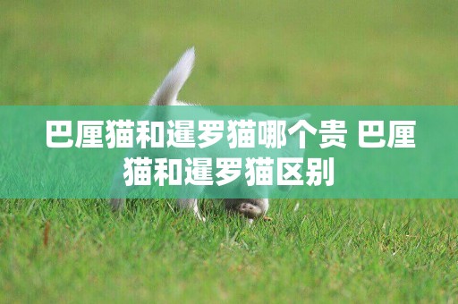 巴厘貓和暹羅貓哪個貴 巴厘貓和暹羅貓區別
