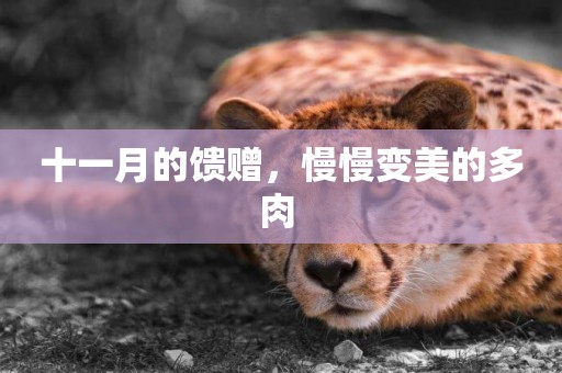 十一月的饋贈，慢慢變美的多肉 
