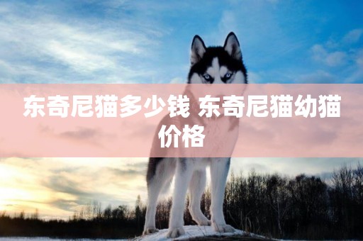 東奇尼貓多少錢 東奇尼貓幼貓價格