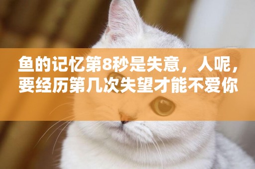 魚的記憶第8秒是失意，人呢，要經歷第幾次失望才能不愛你 