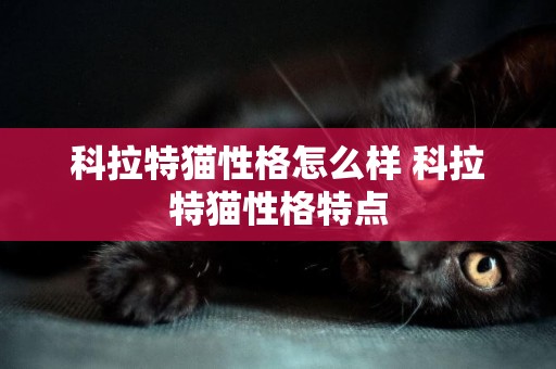 科拉特貓性格怎么樣 科拉特貓性格特點