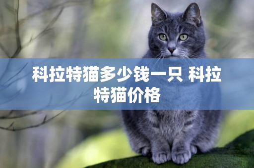 科拉特貓多少錢一只 科拉特貓價格