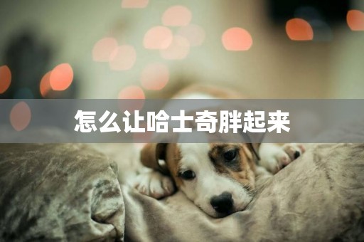 怎么讓哈士奇胖起來