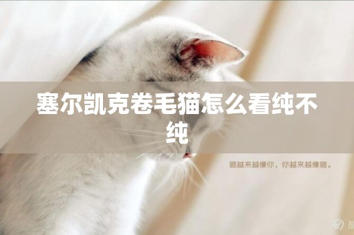 塞爾凱克卷毛貓怎么看純不純