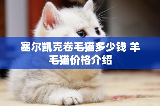 塞爾凱克卷毛貓多少錢 羊毛貓價格介紹