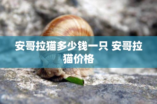 安哥拉貓多少錢一只 安哥拉貓價格