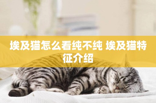 埃及貓怎么看純不純 埃及貓特征介紹