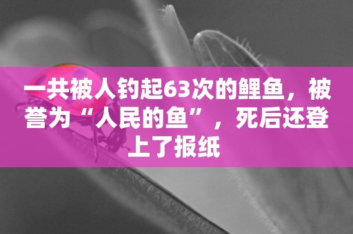 一共被人釣起63次的鯉魚，被譽為“人民的魚”，死后還登上了報紙 