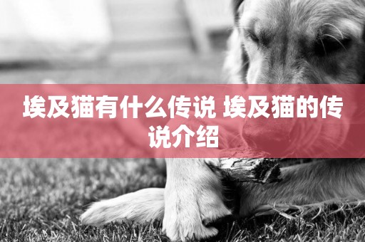 埃及貓有什么傳說 埃及貓的傳說介紹