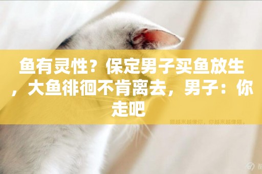 魚有靈性？保定男子買魚放生，大魚徘徊不肯離去，男子：你走吧 