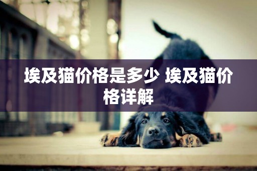 埃及貓價格是多少 埃及貓價格詳解