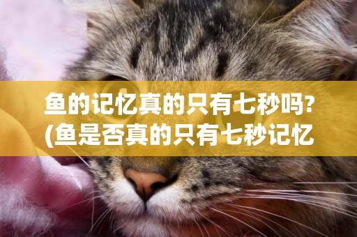 魚的記憶真的只有七秒嗎?(魚是否真的只有七秒記憶) 