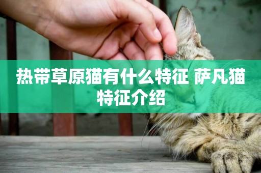 熱帶草原貓有什么特征 薩凡貓特征介紹
