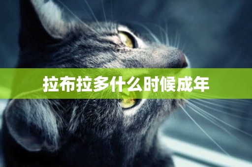拉布拉多什么時候成年