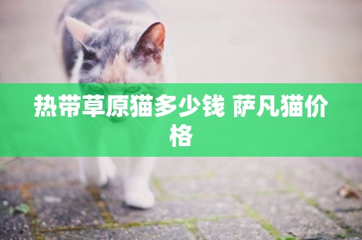 熱帶草原貓多少錢 薩凡貓價格