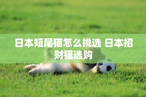 日本短尾貓怎么挑選 日本招財貓選購