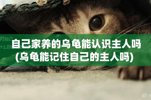 自己家養的烏龜能認識主人嗎(烏龜能記住自己的主人嗎) 