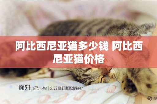 阿比西尼亞貓多少錢 阿比西尼亞貓價格