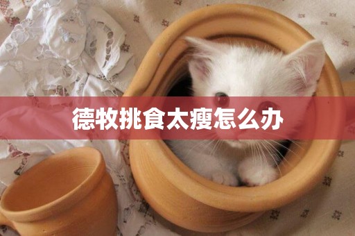 德牧挑食太瘦怎么辦