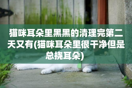 貓咪耳朵里黑黑的清理完第二天又有(貓咪耳朵里很干凈但是總撓耳朵) 