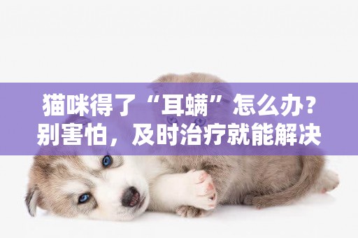 貓咪得了“耳螨”怎么辦？別害怕，及時治療就能解決 