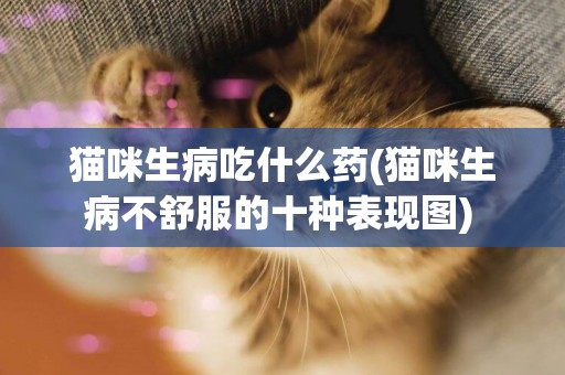 貓咪生病吃什么藥(貓咪生病不舒服的十種表現圖) 
