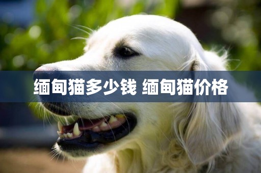 緬甸貓多少錢 緬甸貓價格