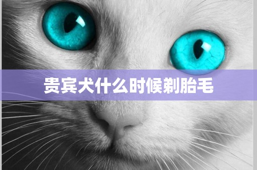 貴賓犬什么時候剃胎毛