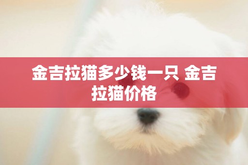 金吉拉貓多少錢一只 金吉拉貓價格