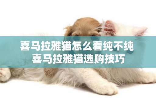 喜馬拉雅貓怎么看純不純 喜馬拉雅貓選購技巧
