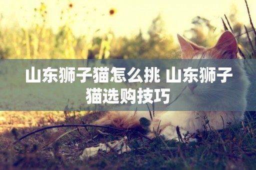 山東獅子貓怎么挑 山東獅子貓選購技巧
