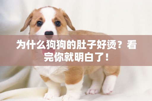 為什么狗狗的肚子好燙?看完你就明白了! 為什么狗狗的肚子好燙?看完你就明白了!