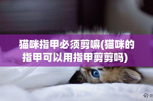 貓咪指甲必須剪嘛(貓咪的指甲可以用指甲剪剪嗎) 