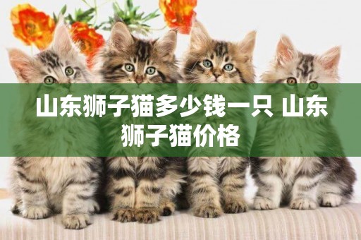 山東獅子貓多少錢一只 山東獅子貓價格