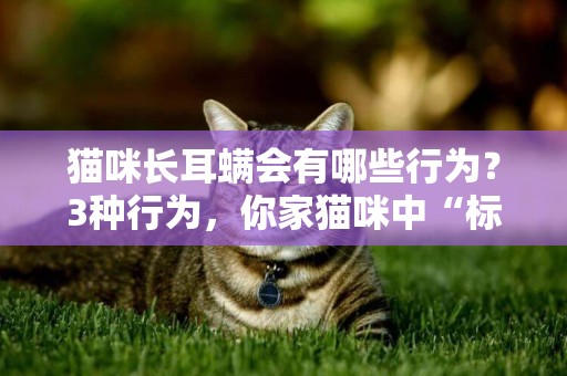 貓咪長耳螨會有哪些行為？3種行為，你家貓咪中“標”了嗎？ 