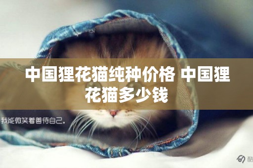 中國貍花貓純種價格 中國貍花貓多少錢